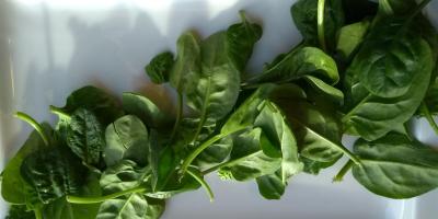 Jak przyrządzić szpinak, żeby był zdrowy